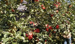 2021年苹果几月份成熟 苹果成熟的季节